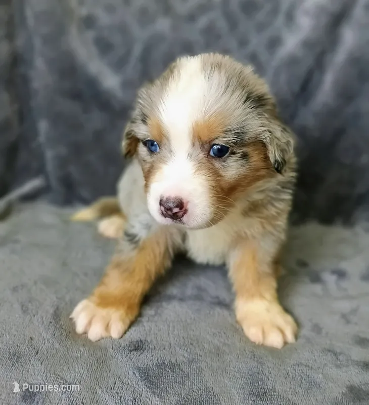 Bella  – Australian Shepherd, Bernese Mountain Dog puppy for sale in Conroe, TX