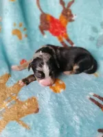 Apollo, a male Australian Shepherd and Bernese Mountain Dog for sale in Conroe, TX – 1 of 5