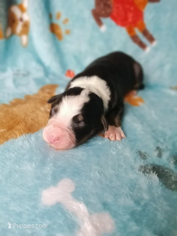 Tinkerbell – Australian Shepherd, Bernese Mountain Dog puppy for sale in Conroe, TX