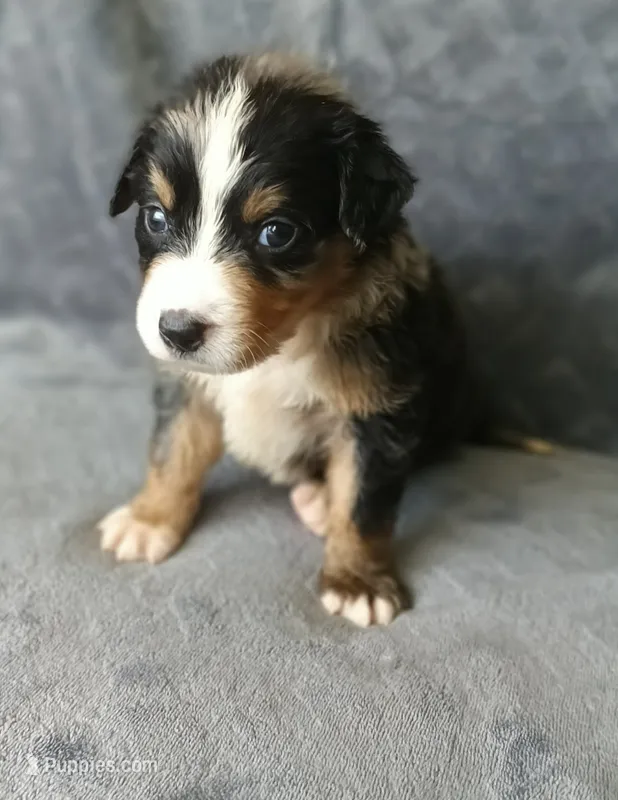 Lucky  – Australian Shepherd, Bernese Mountain Dog puppy for sale in Conroe, TX