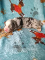 Bella , a female Bernese Mountain Dog for sale in Conroe, TX – 4 of 5
