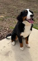Bernese Aussie , a  Australian Shepherd and Bernese Mountain Dog for sale in Conroe, TX – 2 of 2