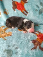 Tinkerbell, a female Australian Shepherd and Bernese Mountain Dog for sale in Conroe, TX – 2 of 4
