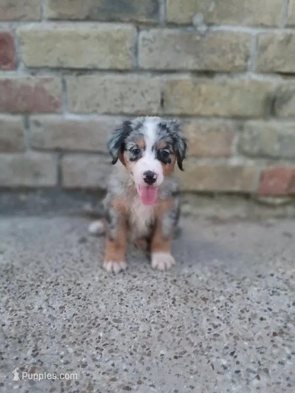 Stella  – Australian Shepherd, Bernese Mountain Dog puppy for sale in Conroe, TX