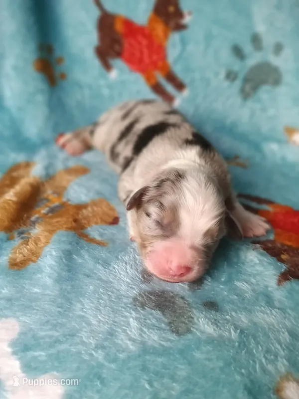 Bella  – Bernese Mountain Dog puppy for sale in Conroe, TX