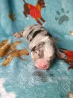 Bella , a female Bernese Mountain Dog for sale in Conroe, TX – 1 of 5