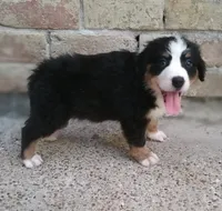 Tinkerbell, a female Australian Shepherd and Bernese Mountain Dog for sale in Conroe, TX – 2 of 3