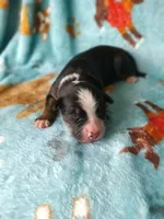 Rocky , a female Australian Shepherd and Bernese Mountain Dog for sale in Conroe, TX – 2 of 5
