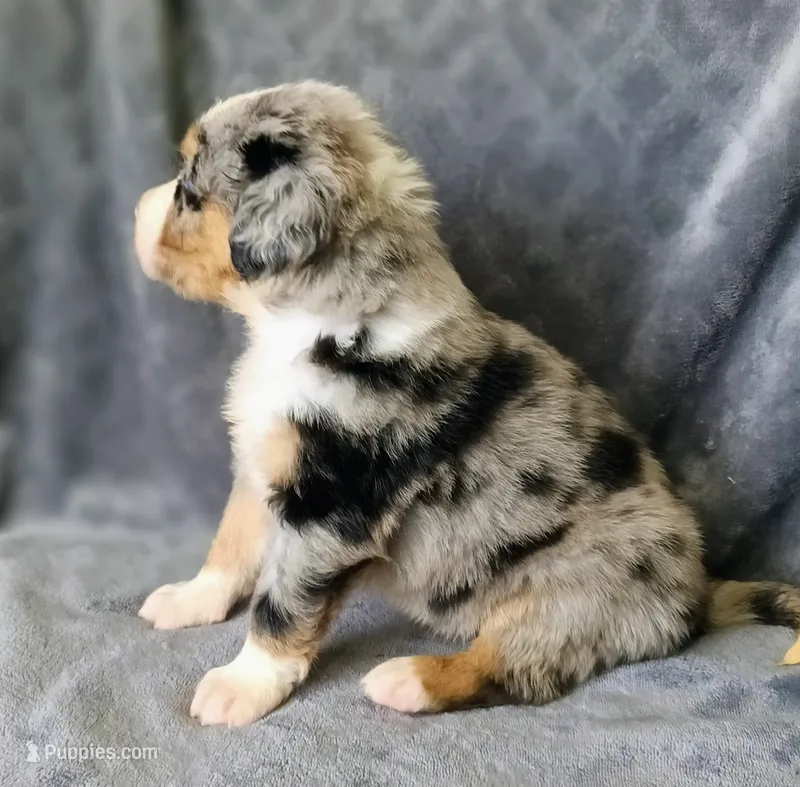 Caesar – Australian Shepherd, Bernese Mountain Dog puppy for sale in Conroe, TX