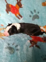 Tinkerbell, a female Australian Shepherd and Bernese Mountain Dog for sale in Conroe, TX – 3 of 4
