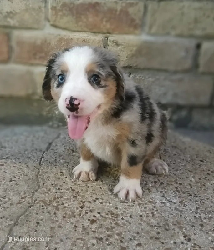 Bee – Australian Shepherd, Bernese Mountain Dog puppy for sale in Conroe, TX