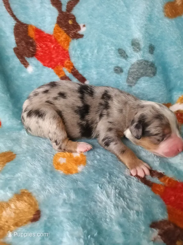Stella  – Australian Shepherd, Bernese Mountain Dog puppy for sale in Conroe, TX