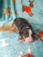 Hank, a male Australian Shepherd and Bernese Mountain Dog for sale in Conroe, TX – 4 of 4