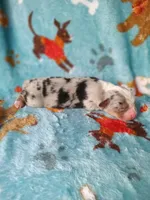 Bella , a female Bernese Mountain Dog for sale in Conroe, TX – 3 of 5