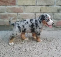 Stella , a female Australian Shepherd and Bernese Mountain Dog for sale in Conroe, TX – 2 of 3