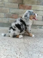 Bella , a female Australian Shepherd and Bernese Mountain Dog for sale in Conroe, TX – 3 of 3