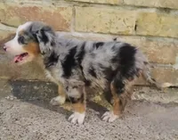 Bee, a female Australian Shepherd and Bernese Mountain Dog for sale in Conroe, TX – 2 of 3