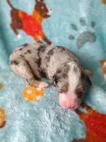 Stella , a female Australian Shepherd and Bernese Mountain Dog for sale in Conroe, TX – 3 of 5