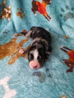 Apollo, a male Australian Shepherd and Bernese Mountain Dog for sale in Conroe, TX – 5 of 5