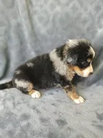 Lucky , a male Australian Shepherd and Bernese Mountain Dog for sale in Conroe, TX – 3 of 7