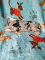 Bella , a female Bernese Mountain Dog for sale in Conroe, TX – 5 of 5