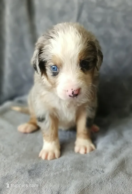 Bee – Australian Shepherd, Bernese Mountain Dog puppy for sale in Conroe, TX