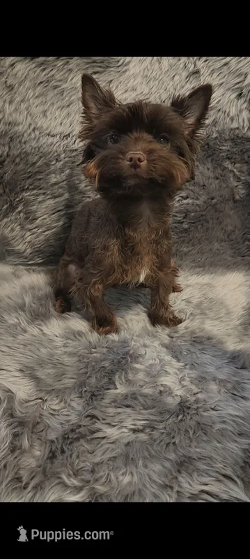 Pebbles , a female Yorkshire Terrier for sale in Conroe, TX – 1 of 3
