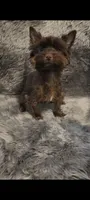 Pebbles , a female Yorkshire Terrier for sale in Conroe, TX – 1 of 3