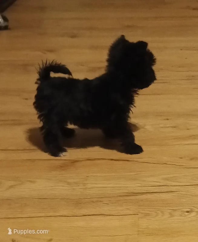 Daisy  – Yorkshire Terrier puppy for sale in Conroe, TX