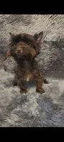 Pebbles , a female Yorkshire Terrier for sale in Conroe, TX – 3 of 3