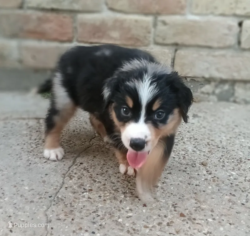 Lucky  – Australian Shepherd, Bernese Mountain Dog puppy for sale in Conroe, TX