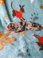 Stella , a female Australian Shepherd and Bernese Mountain Dog for sale in Conroe, TX – 4 of 5