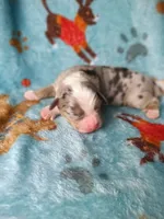 Bella , a female Bernese Mountain Dog for sale in Conroe, TX – 2 of 5