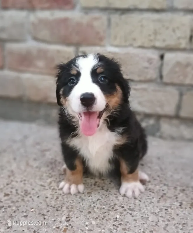 Tinkerbell – Australian Shepherd, Bernese Mountain Dog puppy for sale in Conroe, TX
