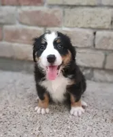 Tinkerbell, a female Australian Shepherd and Bernese Mountain Dog for sale in Conroe, TX – 1 of 3