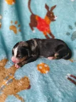 Apollo, a male Australian Shepherd and Bernese Mountain Dog for sale in Conroe, TX – 3 of 5