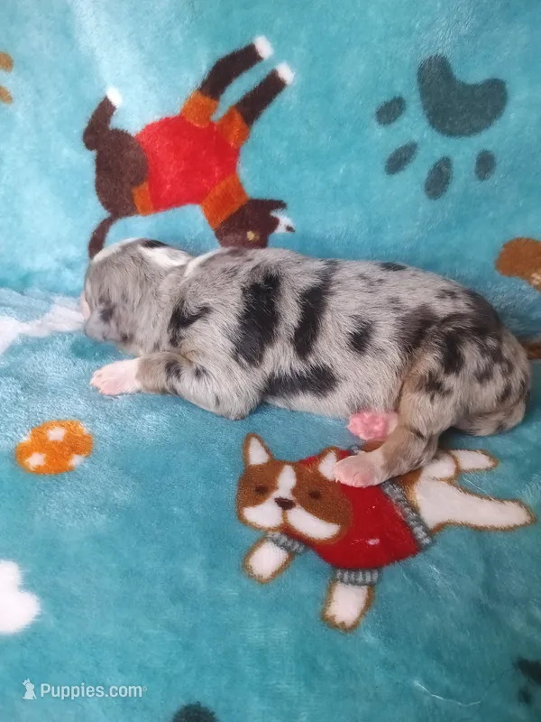 Bee – Bernese Mountain Dog puppy for sale in Conroe, TX