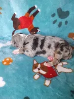 Bee, a female Bernese Mountain Dog for sale in Conroe, TX – 1 of 4