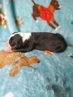 Tinkerbell, a female Australian Shepherd and Bernese Mountain Dog for sale in Conroe, TX – 4 of 4