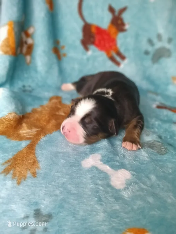 Rocky  – Australian Shepherd, Bernese Mountain Dog puppy for sale in Conroe, TX