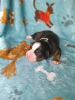 Rocky , a female Australian Shepherd and Bernese Mountain Dog for sale in Conroe, TX – 1 of 5