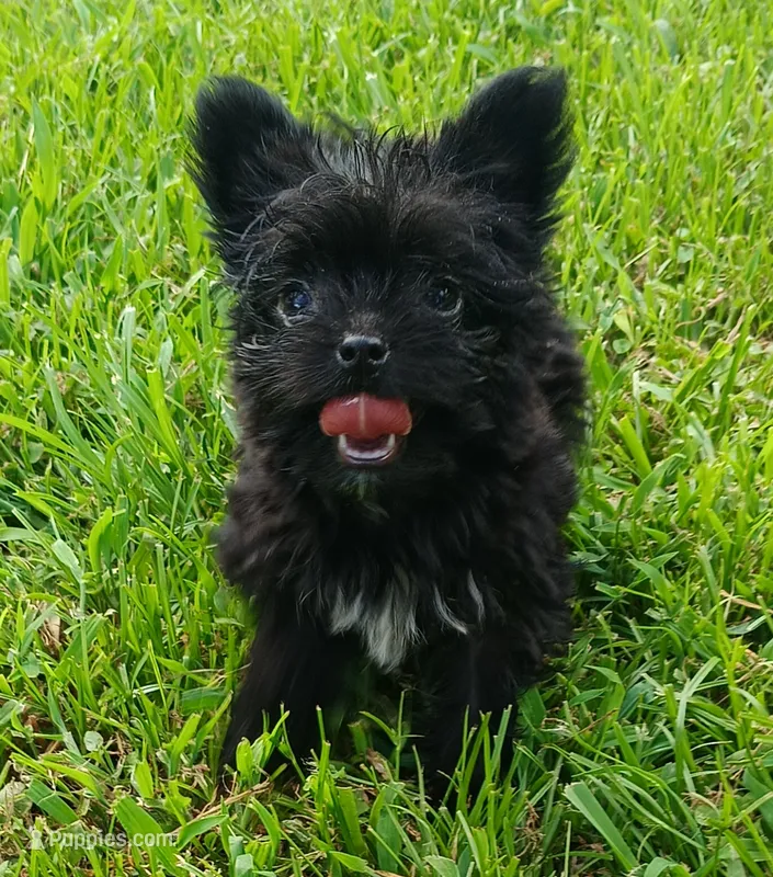 Daisy  – Yorkshire Terrier puppy for sale in Conroe, TX