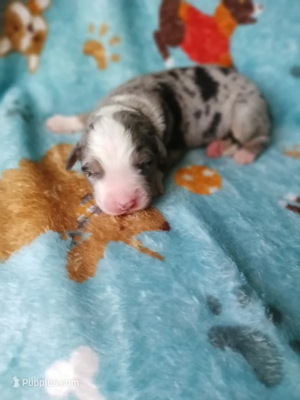 Caesar – Australian Shepherd, Bernese Mountain Dog puppy for sale in Conroe, TX