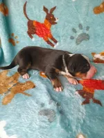 Hank, a male Australian Shepherd and Bernese Mountain Dog for sale in Conroe, TX – 2 of 4