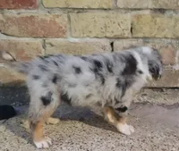 Bee, a female Australian Shepherd and Bernese Mountain Dog for sale in Conroe, TX – 3 of 3
