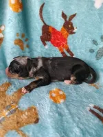 Apollo, a male Australian Shepherd and Bernese Mountain Dog for sale in Conroe, TX – 2 of 5