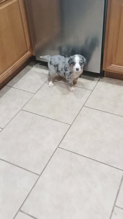 Caesar, a male Australian Shepherd and Bernese Mountain Dog for sale in Conroe, TX – 1 of 1