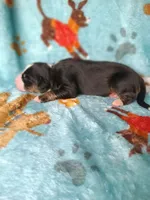 Rocky , a female Australian Shepherd and Bernese Mountain Dog for sale in Conroe, TX – 3 of 5