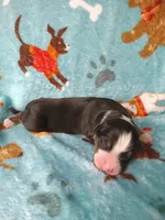 Hank, a male Australian Shepherd and Bernese Mountain Dog for sale in Conroe, TX – 1 of 4