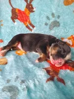 Rocky , a female Australian Shepherd and Bernese Mountain Dog for sale in Conroe, TX – 5 of 5